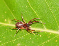 Battalus adamparsonsi