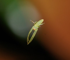 Cetratus