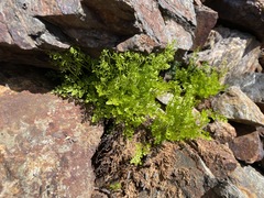 Cryptogramma cascadensis