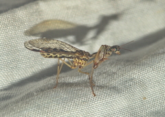Mantispidae