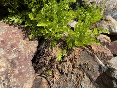 Cryptogramma cascadensis