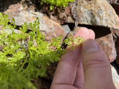 Cryptogramma cascadensis