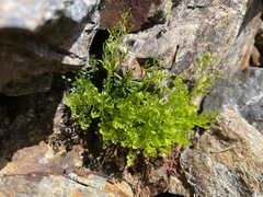 Cryptogramma cascadensis