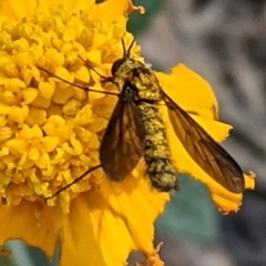 Thevenetimyia luctifera