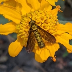 Thevenetimyia luctifera