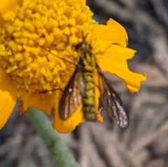 Thevenetimyia luctifera