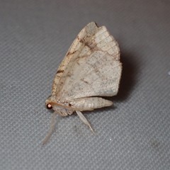 Nematocampa resistaria