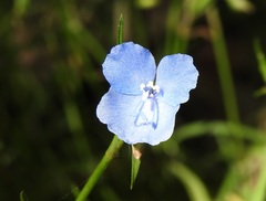Commelina agrostophylla