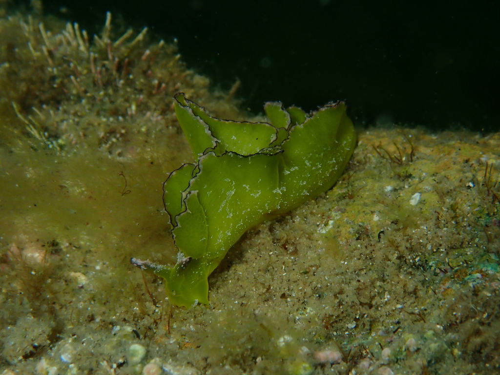 Black-margined sea slug