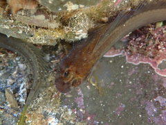 Parablennius laticlavius