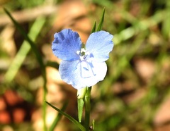 Commelina agrostophylla