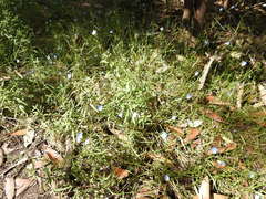 Commelina agrostophylla