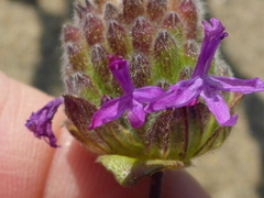 Monardella sinuata nigrescens