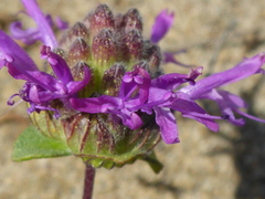 Monardella sinuata nigrescens