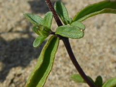 Monardella sinuata nigrescens