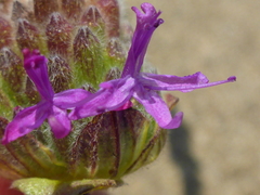 Monardella sinuata nigrescens