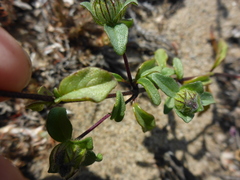 Monardella sinuata nigrescens