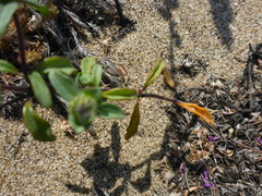 Monardella sinuata nigrescens