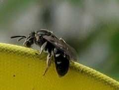 Anthophila
