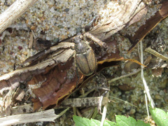 Strigoderma arbicola