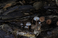 Collybiopsis dichroa