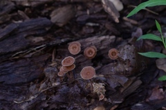 Collybiopsis dichroa