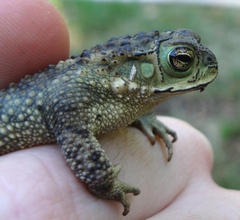 Rhinella dorbignyi