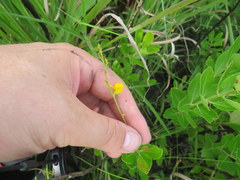 Utricularia juncea