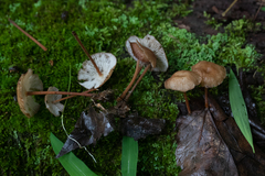 Collybiopsis dichroa