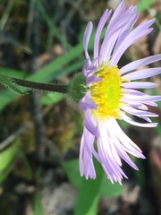 Erigeron yukonensis