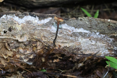 Collybiopsis dichroa