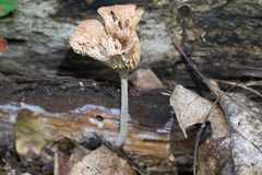 Collybiopsis dichroa