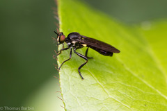 Eudioctria sackeni