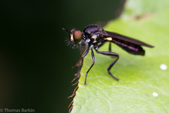 Eudioctria sackeni