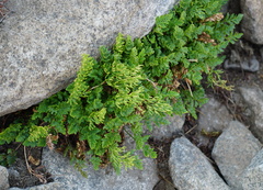 Cryptogramma acrostichoides