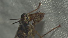 Mantispidae