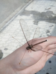 Haploglenius flavicornis