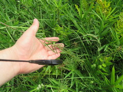 Desmodium tenuifolium