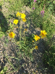 Arnica lonchophylla