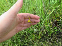 Utricularia juncea