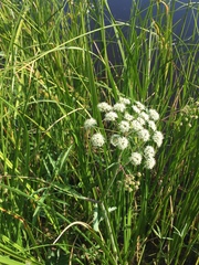 Cicuta virosa