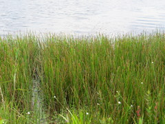 Eleocharis equisetoides