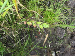 Hypericum crux-andreae