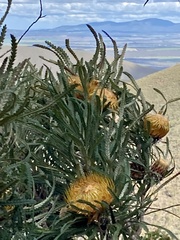Banksia formosa