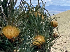 Banksia formosa