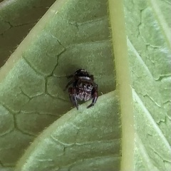 Phidippus