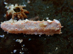 Plesiocolochirus ignavus