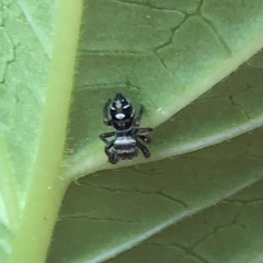 Phidippus