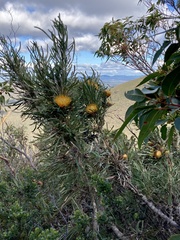 Banksia formosa