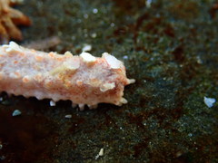 Plesiocolochirus ignavus